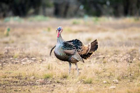 Ruffled up Texas Turkey Foto stock