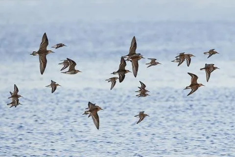 Ruffs and dunlins in flight Stock Photos