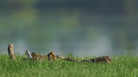 Ruffs Displaying Courtship Behavior During Spring Stock Footage 308486940