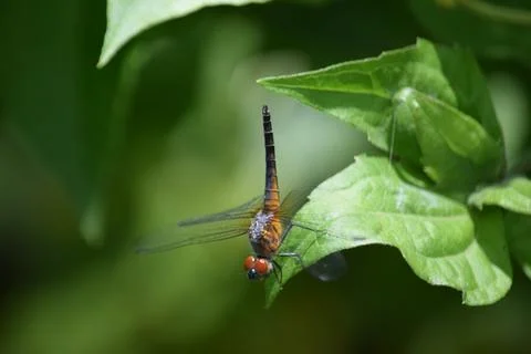 Rufous-backed Marsh Hawk Dragonfly Clinging to a Green Leaf Fotos Stock