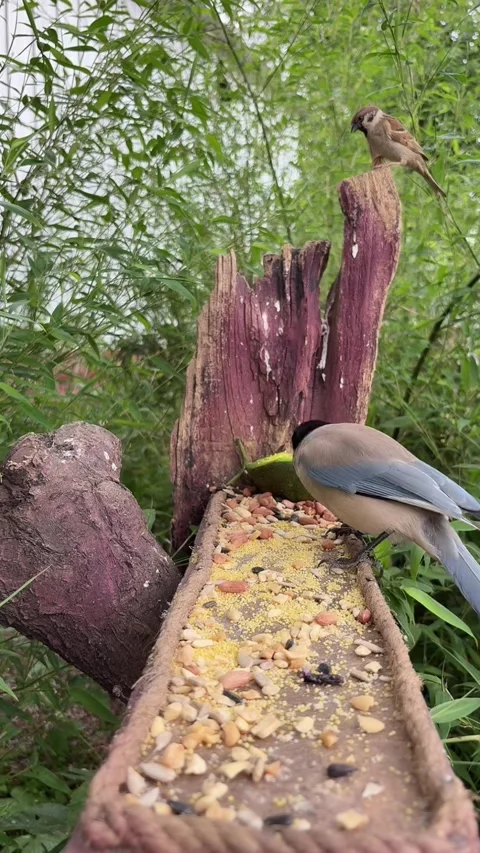 A Rufous-backed Sibia and Sparrows Share a Meal at a Wooden Bird Feeder, Yunnan Stock Footage 337344804