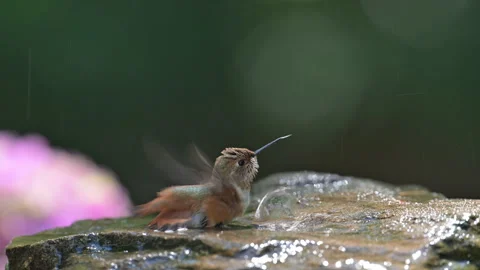 Rufous Bathing #2 Stock Footage 283395416