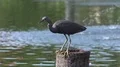 Rufous-bellied heron sitting on tree trunk in sunny pool looking for food 4k or 4k+ Resolution