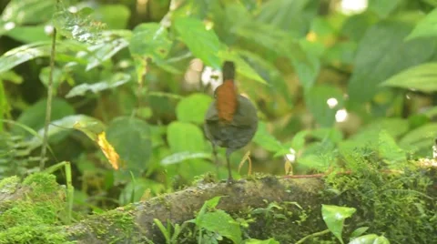 Rufous-breasted Antthrush walking Stock-Footage 64826215