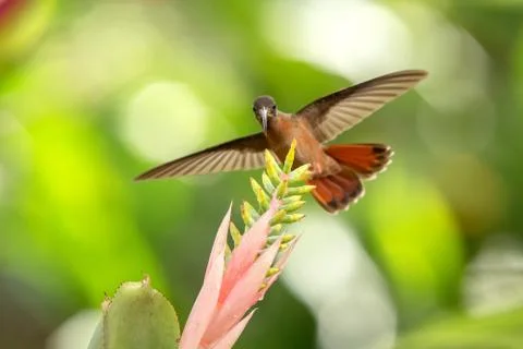 Rufous-breasted Hermit hovering next to pink and yellow flower, bird in fligh Stock Photos