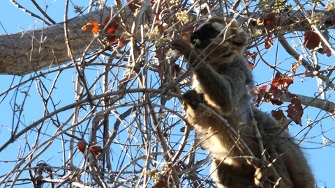 Rufous Brown Lemur (Red-Fronted) Eating in Tree Tsingy Park, Madagascar pt2 Stock Footage 117296128