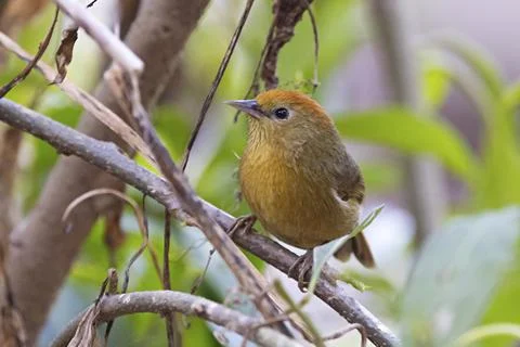 Rufous-capped Babbler, Cyanoderma ruficeps, Sikkim, India Stock Photos