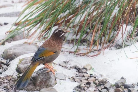Rufous-Capped Babbler Perched on Snowy Rocks Amidst Grasses Photos