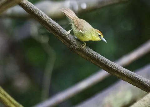 Rufous-Capped Babbler Stock Photos