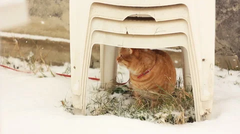 Rufous cat sitting under chair Stock Footage 44341709