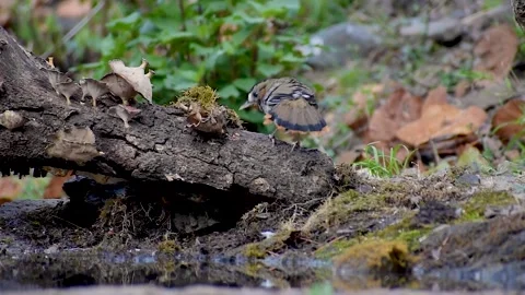Rufous-chinned Laughingthrush Exploring Broken Tree in Himalayan Forest Floor Stock Footage 311571545