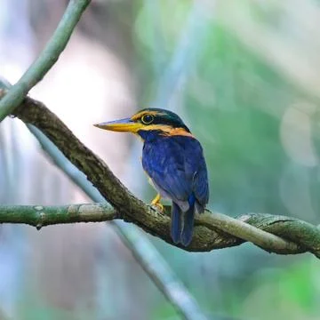 Rufous-collared kingfisher Stock Photos