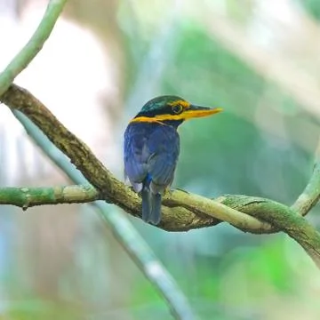 Rufous-collared kingfisher Stock Photos