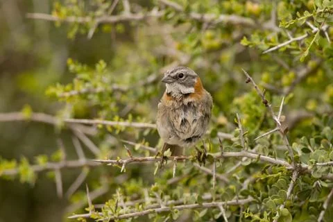 Rufous-collared Sparrow on a Branch Stock Photos