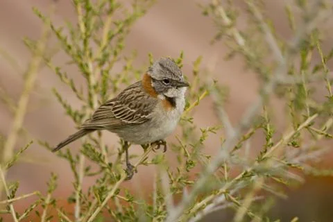 Rufous-collared Sparrow on a Branch Stock Photos