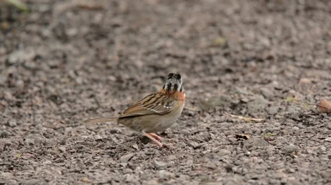 Rufous-collared Sparrow feeding 스톡 동영상 64826195