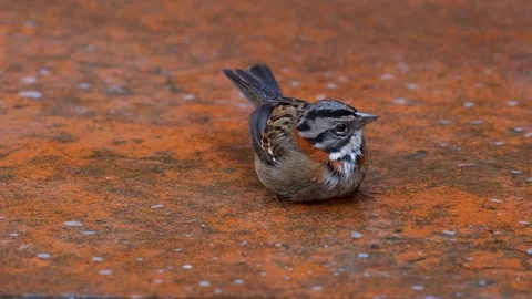 Rufous-collared Sparrow or Andean Sparrow Taking a Bath in a Pond Stock Footage 115668697