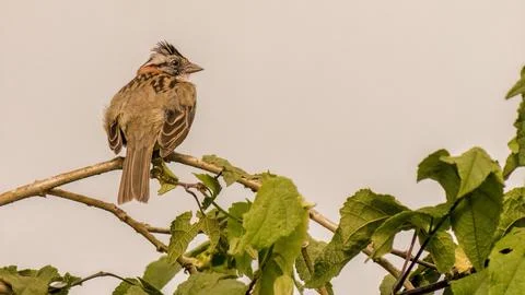 A rufous-collared sparrow perched on an abutilon twig, at sunset, with a fog  Stock Photos