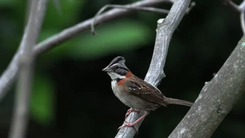 Rufous collared Sparrow Perched on Tree Branch Wide Shot in Colombia 스톡 동영상 338304730