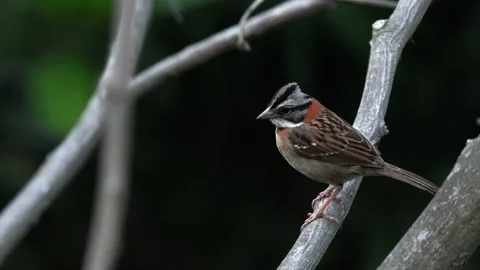 Rufous collared Sparrow Perched on Tree Branch Wide Shot in Colombia 스톡 동영상 338304740