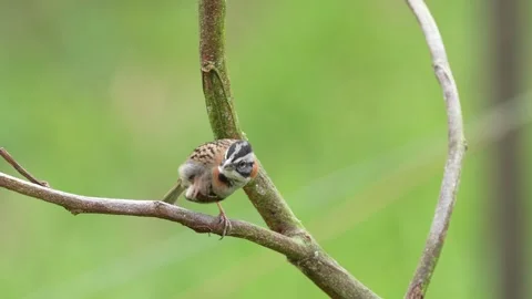 Rufous collared Sparrow Perched on Tree Branch Wide Shot in Colombia Stock-Footage 338304744