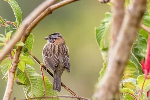 A rufous-collared sparrow perched on a twig, in a forest in the eastern Andea Stock-Fotos