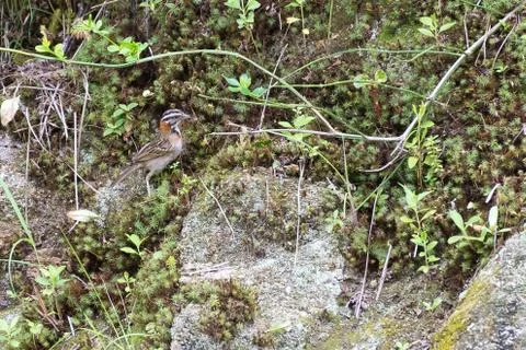 Rufous collared sparrow posing on a  branch Stock Photos