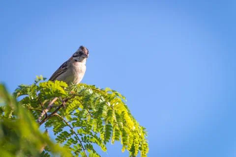 Rufous collared sparrow posing on a  branch Photos