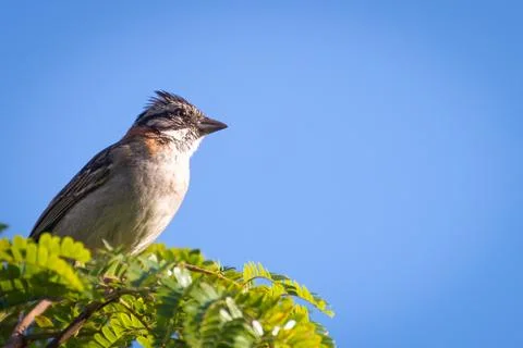 Rufous collared sparrow posing on a  branch Stock Photos