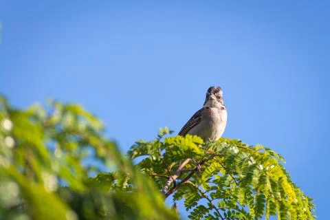 Rufous collared sparrow posing on a  branch Stock Photos