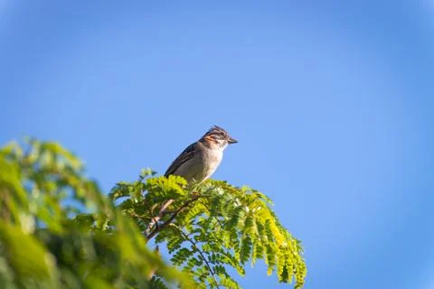 Rufous collared sparrow posing on a  branch Photos
