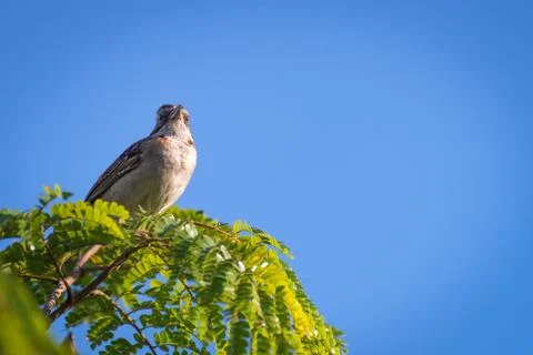 Rufous collared sparrow posing on a  branch 库存照片