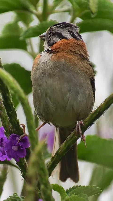 Rufous Collared Sparrow Singing Close Up Vertical 4K Stock Footage 346188770