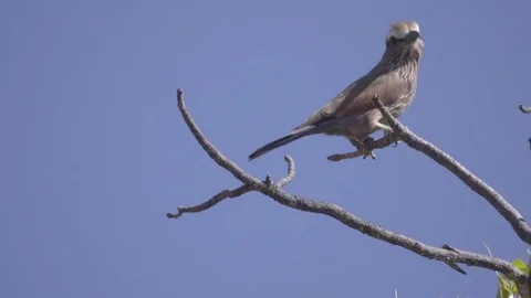 A Rufous-Crowned Roller looking around Stock Footage 83894310