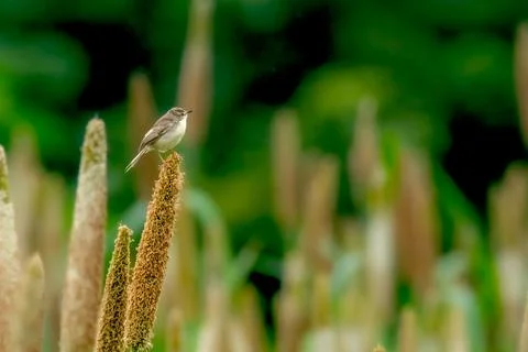 Rufous fronted Prinia Stock Photos