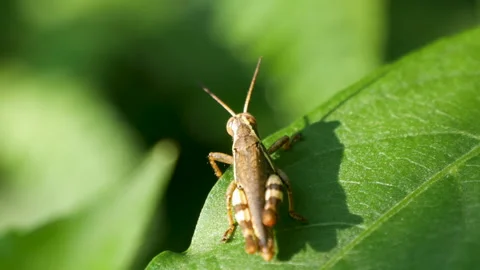 Rufous grasshopper or brown grasshopper sitting on a green leaf Stock Footage 256751320