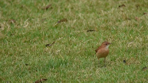 Rufous Hornero feeding Stockbeeldmateriaal 86206011