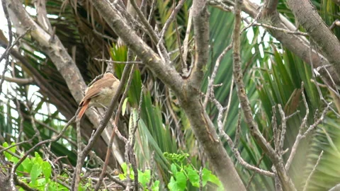 Rufous Hornero Stock Footage 322732434
