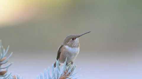 Rufous Humming Bird Stock Footage 58638529