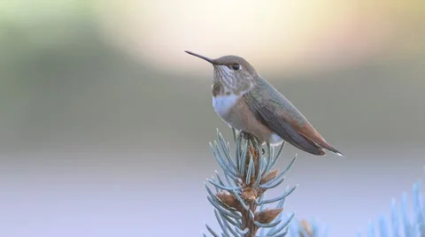 Rufous Humming Bird Stock Footage 58638652