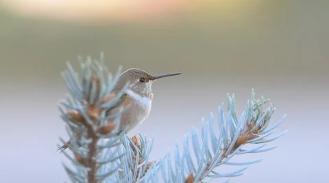 Rufous Humming Bird Stock Footage 58639336