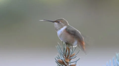 Rufous Humming Bird Stock Footage 58639451