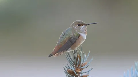 Rufous Humming Bird Stock Footage 58640228