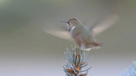 Rufous Humming Bird Stock Footage 58640270