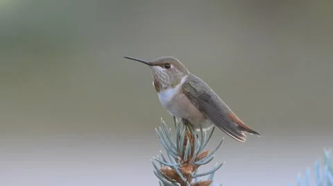Rufous Humming Bird Stock Footage 58640793
