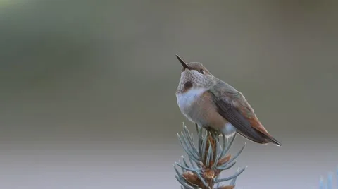 Rufous Humming Bird Stock Footage 58643854