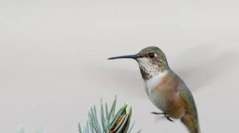 Rufous Humming Bird Stock Footage 58647762