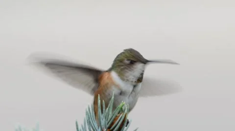 Rufous Humming Bird Stock Footage 58647995