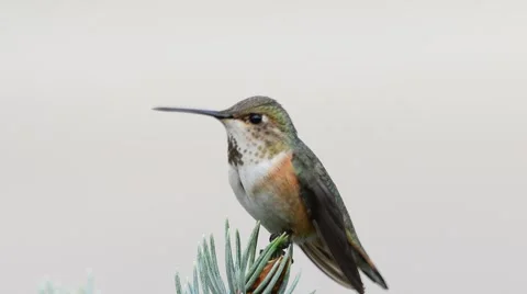 Rufous Humming bird Stock Footage 58649360