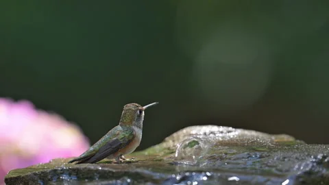 Rufous Hummingbird Bathing Stock Footage 283298249